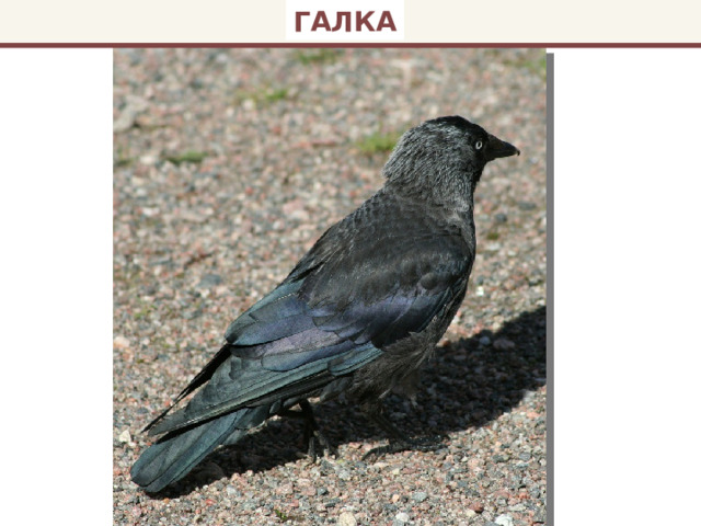 ГАЛКА 
