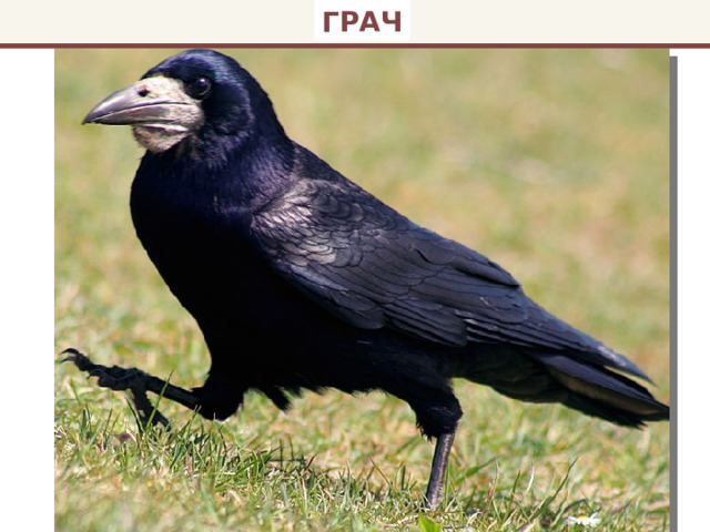 ГРАЧ 