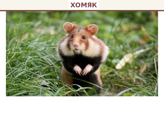 ХОМЯК 