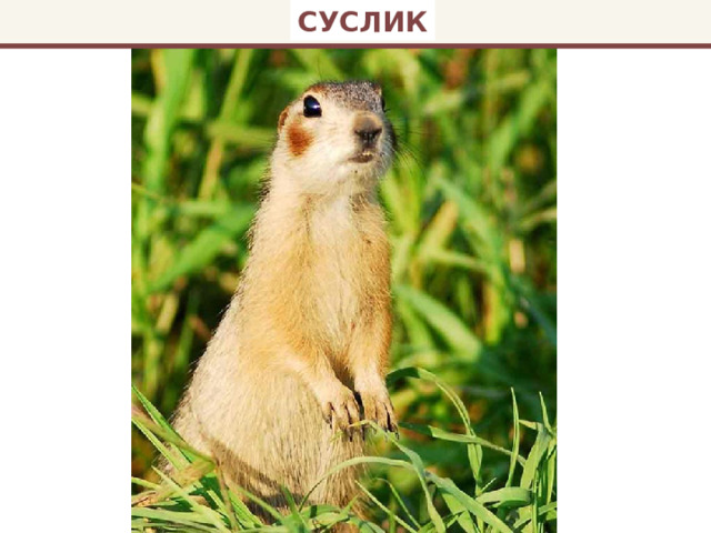 СУСЛИК 