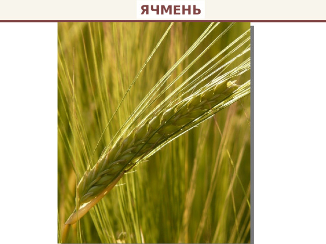 ЯЧМЕНЬ 