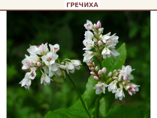 ГРЕЧИХА 