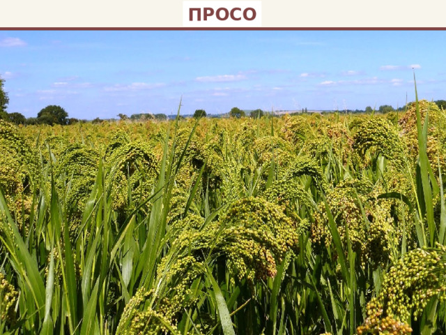 ПРОСО 