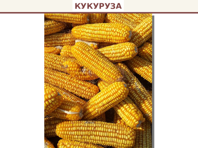 КУКУРУЗА 
