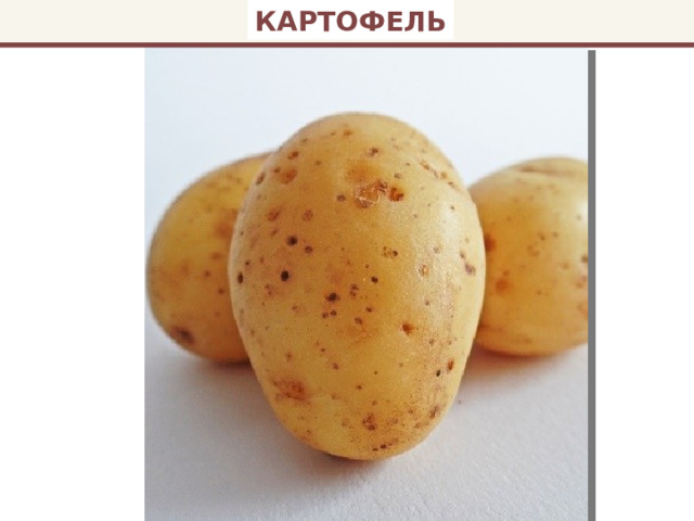 КАРТОФЕЛЬ 