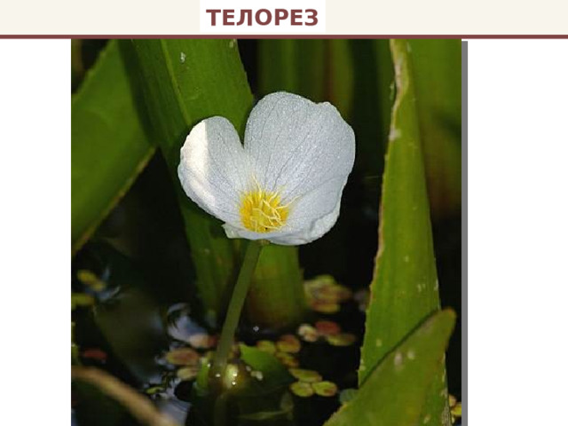 ТЕЛОРЕЗ 
