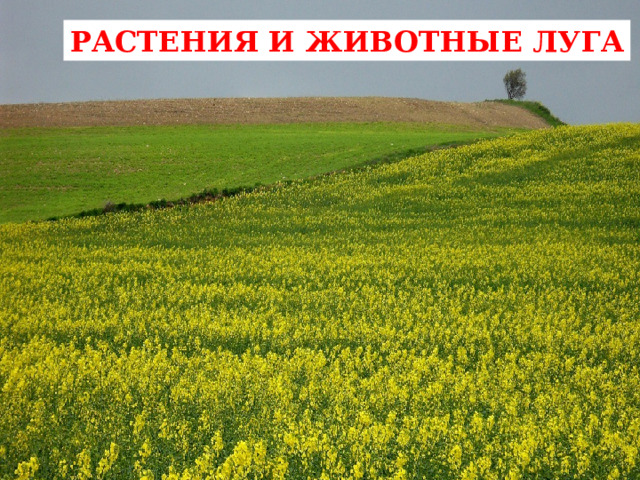 РАСТЕНИЯ И ЖИВОТНЫЕ ЛУГА 