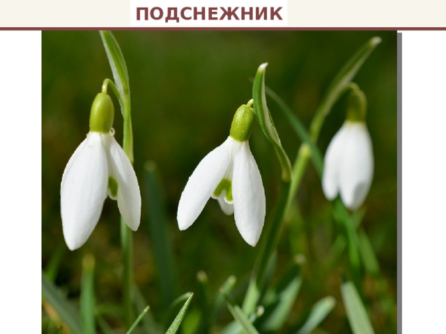 ПОДСНЕЖНИК 