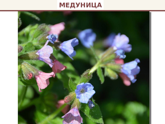 МЕДУНИЦА 