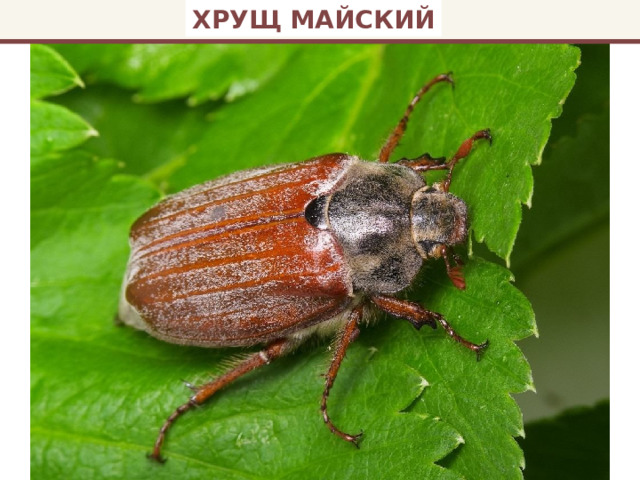 ХРУЩ МАЙСКИЙ 