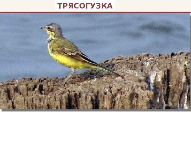 ТРЯСОГУЗКА 