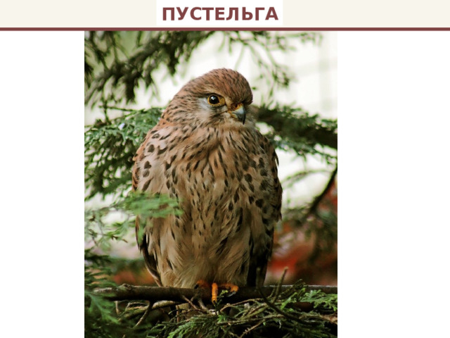 ПУСТЕЛЬГА 