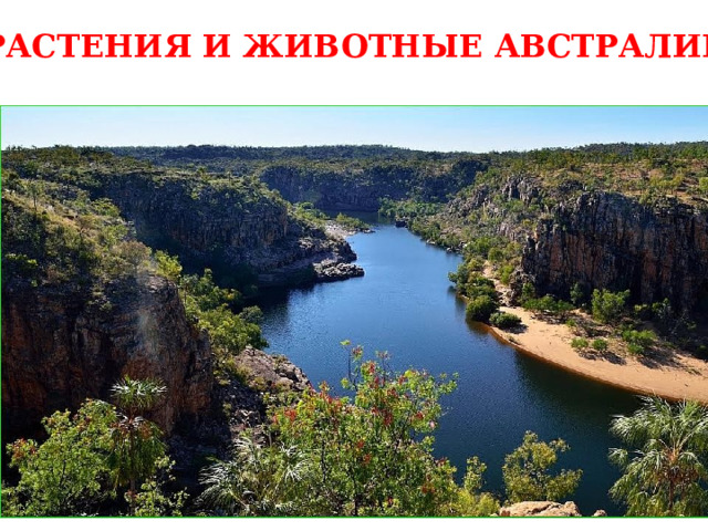 РАСТЕНИЯ И ЖИВОТНЫЕ АВСТРАЛИИ 
