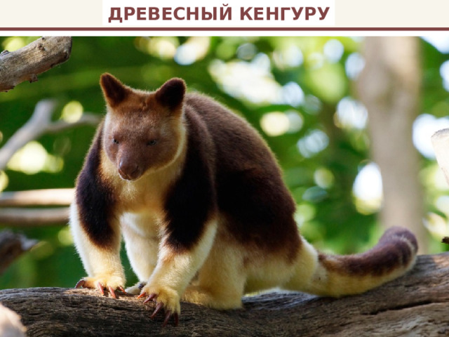 ДРЕВЕСНЫЙ КЕНГУРУ 