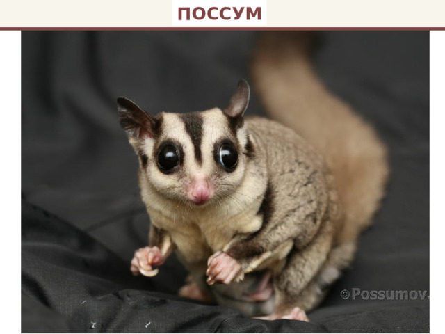 ПОССУМ 