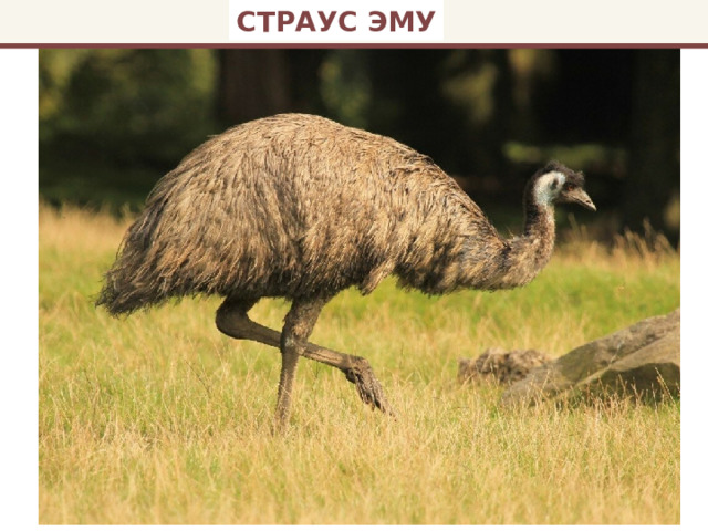 СТРАУС ЭМУ 