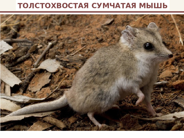 ТОЛСТОХВОСТАЯ СУМЧАТАЯ МЫШЬ 