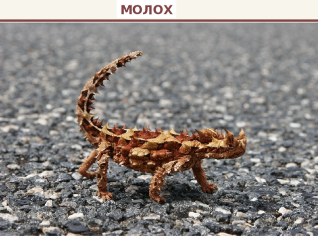 МОЛОХ 