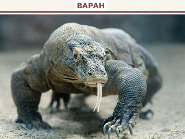 ВАРАН 