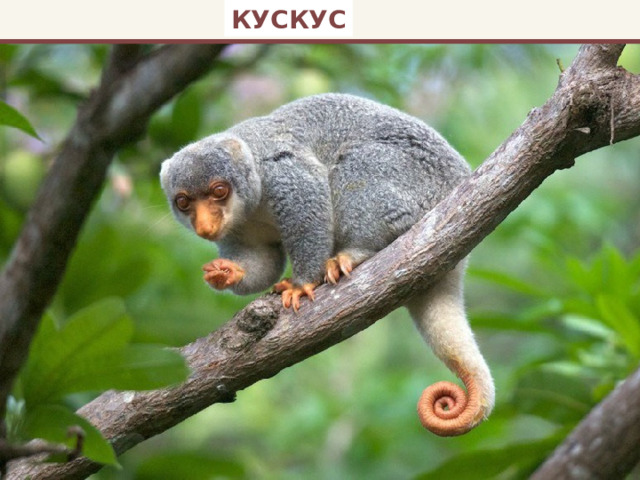 КУСКУС 