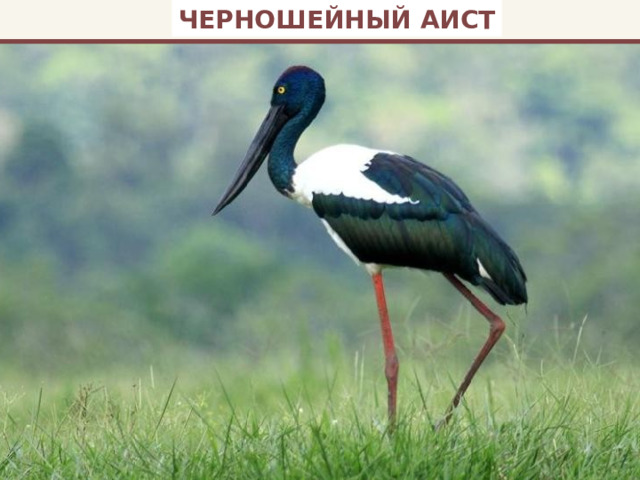 ЧЕРНОШЕЙНЫЙ АИСТ 