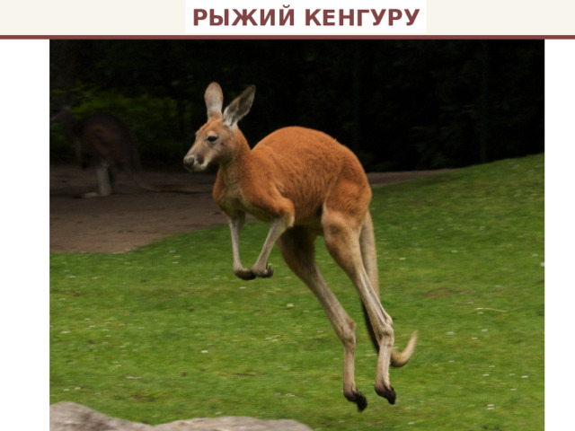 РЫЖИЙ КЕНГУРУ 
