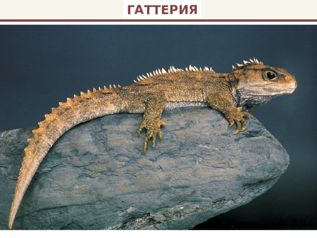 ГАТТЕРИЯ 