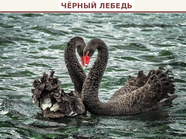 ЧЁРНЫЙ ЛЕБЕДЬ 