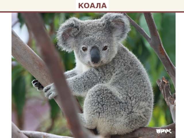 КОАЛА 