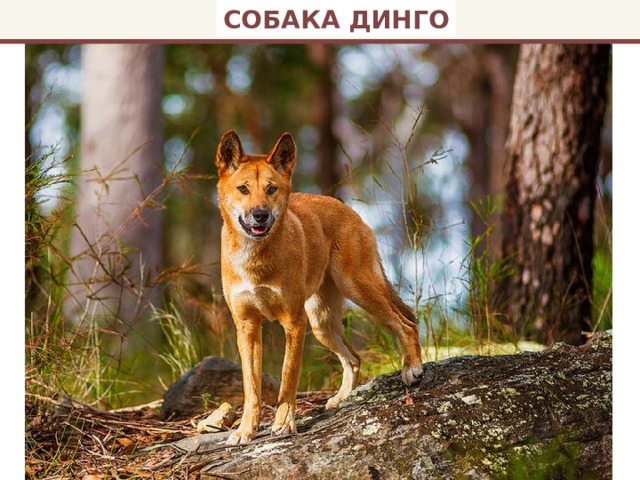 СОБАКА ДИНГО 