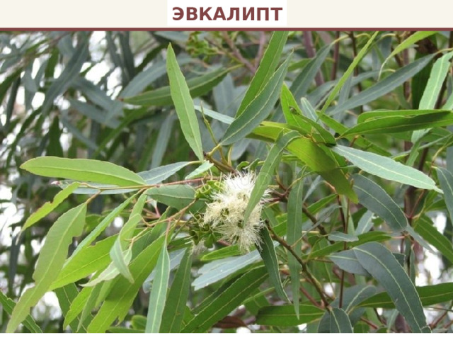 ЭВКАЛИПТ 