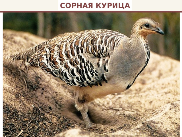 СОРНАЯ КУРИЦА 