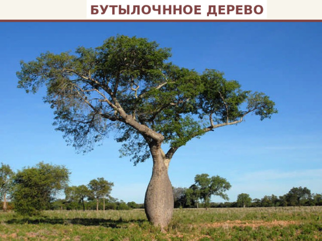 БУТЫЛОЧННОЕ ДЕРЕВО 
