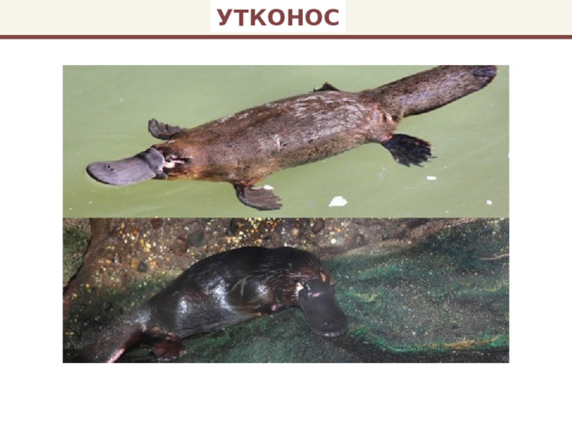 УТКОНОС 