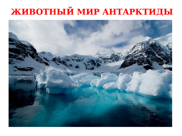 ЖИВОТНЫЙ МИР АНТАРКТИДЫ 