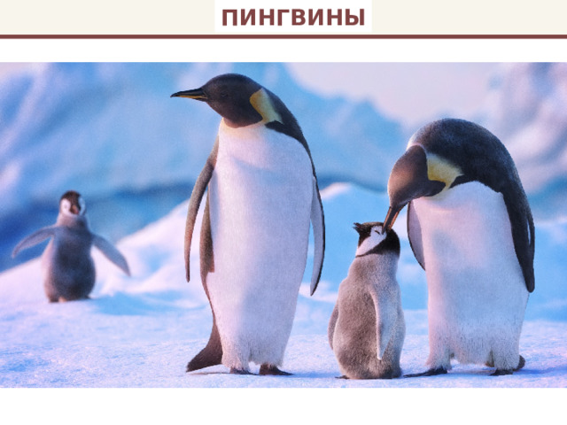 ПИНГВИНЫ 