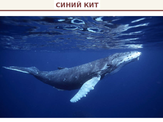 СИНИЙ КИТ 