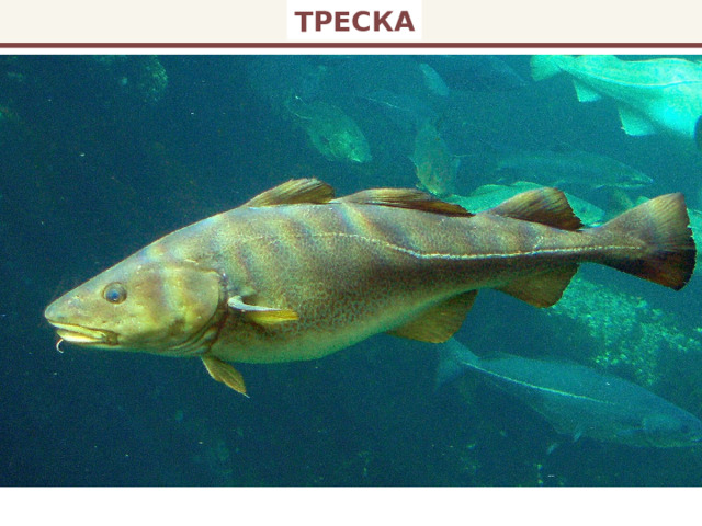 ТРЕСКА 