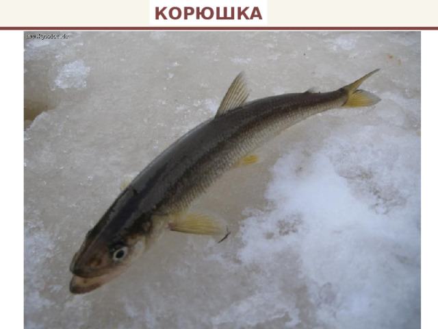 КОРЮШКА 