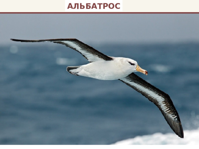 АЛЬБАТРОС 