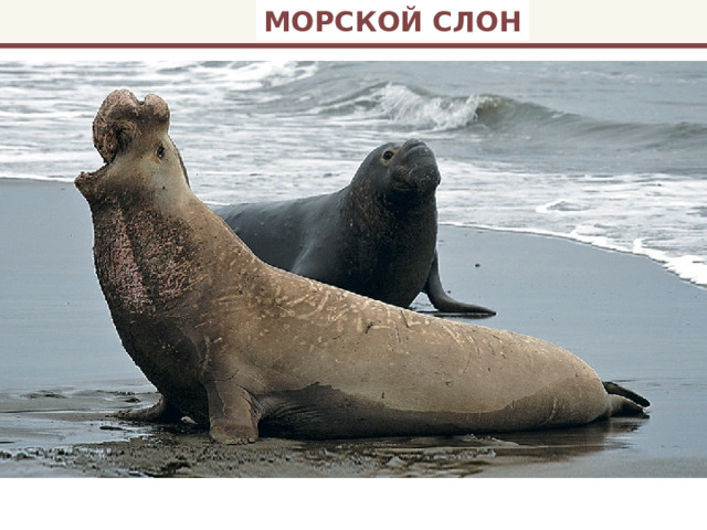 МОРСКОЙ СЛОН 