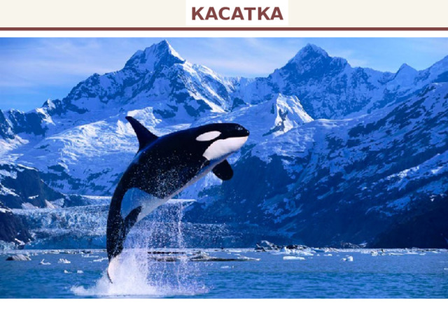 КАСАТКА 