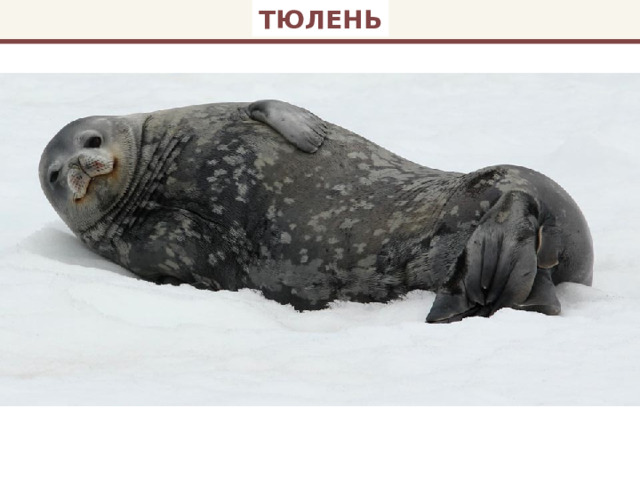 ТЮЛЕНЬ 