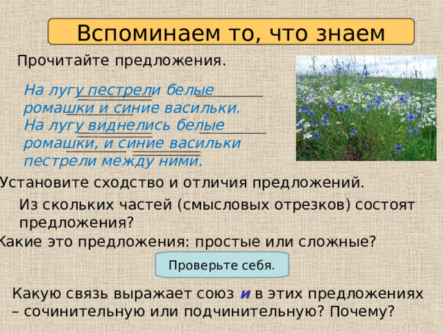 Вспоминаем то, что знаем Прочитайте предложения. На лугу пестрели белые ромашки и синие васильки. На лугу виднелись белые ромашки, и синие васильки пестрели между ними. Установите сходство и отличия предложений. Из скольких частей (смысловых отрезков) состоят предложения? Какие это предложения: простые или сложные? Проверьте себя. Какую связь выражает союз и в этих предложениях – сочинительную или подчинительную? Почему? 