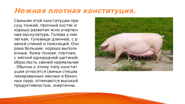 Нежная плотная конституция. Свиньям этой конституции присущ тонкий, прочный костяк и хорошо развитая ясно очерченная мускулатура. Голова у них легкая, туловище длинное, с ровной спиной и поясницей. Окорока большие, хорошо выполненные. Кожа тонкая, плотная, с мягкой однородной щетиной; оброслость свиней нормальная. Обычно к этому типу конституции относятся свиньи специализированных мясных и беконных поро; отличаются высокой продуктивностью, энергичны. 