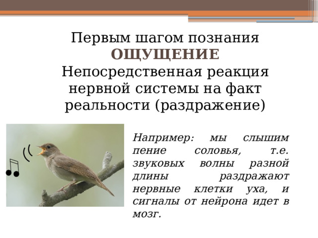 Первым шагом познания ОЩУЩЕНИЕ Непосредственная реакция нервной системы на факт реальности (раздражение) Например: мы слышим пение соловья, т.е. звуковых волны разной длины раздражают нервные клетки уха, и сигналы от нейрона идет в мозг. 