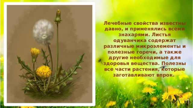 Лечебные свойства известны давно, и применялись всеми знахарями. Листья одуванчика содержат различные микроэлементы и полезные горечи, а также другие необходимые для здоровья вещества. Полезны все части растения, которые заготавливают впрок. 
