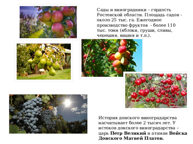 Сады и виноградники – гордость Ростовской области. Площадь садов - около 25 тыс. га. Ежегодное производство фруктов  - более 110 тыс. тонн (яблоки, груши, сливы, черешня, вишня и т.п.).    История донского виноградарства насчитывает более 2 тысяч лет. У истоков донского виноградарства – царь  Петр Великий  и атаман  Войска Донского Матвей Платов. 