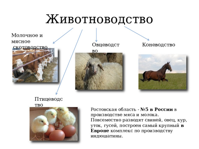 Животноводство Молочное и мясное  скотоводство Овцеводство Коневодство Птицеводство Ростовская область -  №5 в России  в производстве мяса и молока. Повсеместно разводят свиней, овец, кур, уток, гусей, построен самый крупный в Европе комплекс по производству индюшатины. 
