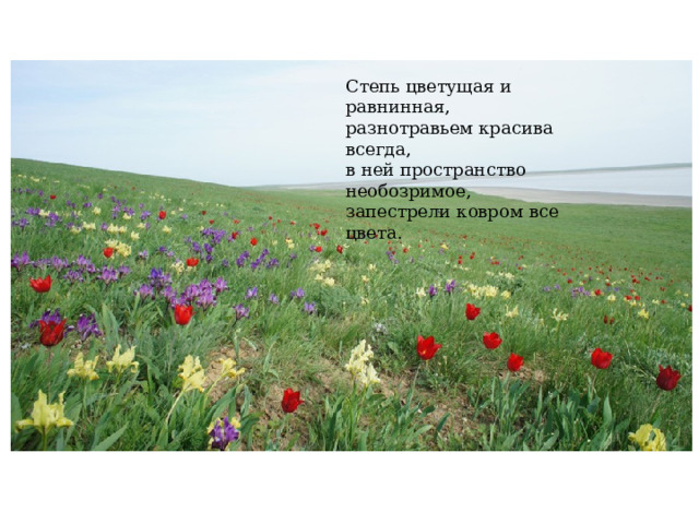 Степь цветущая и равнинная,  разнотравьем красива всегда,  в ней пространство необозримое,  запестрели ковром все цвета. 